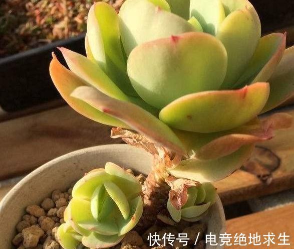 养不死的多肉植物碧桃,别称鸡蛋莲花,浅谈其老桩如何换盆