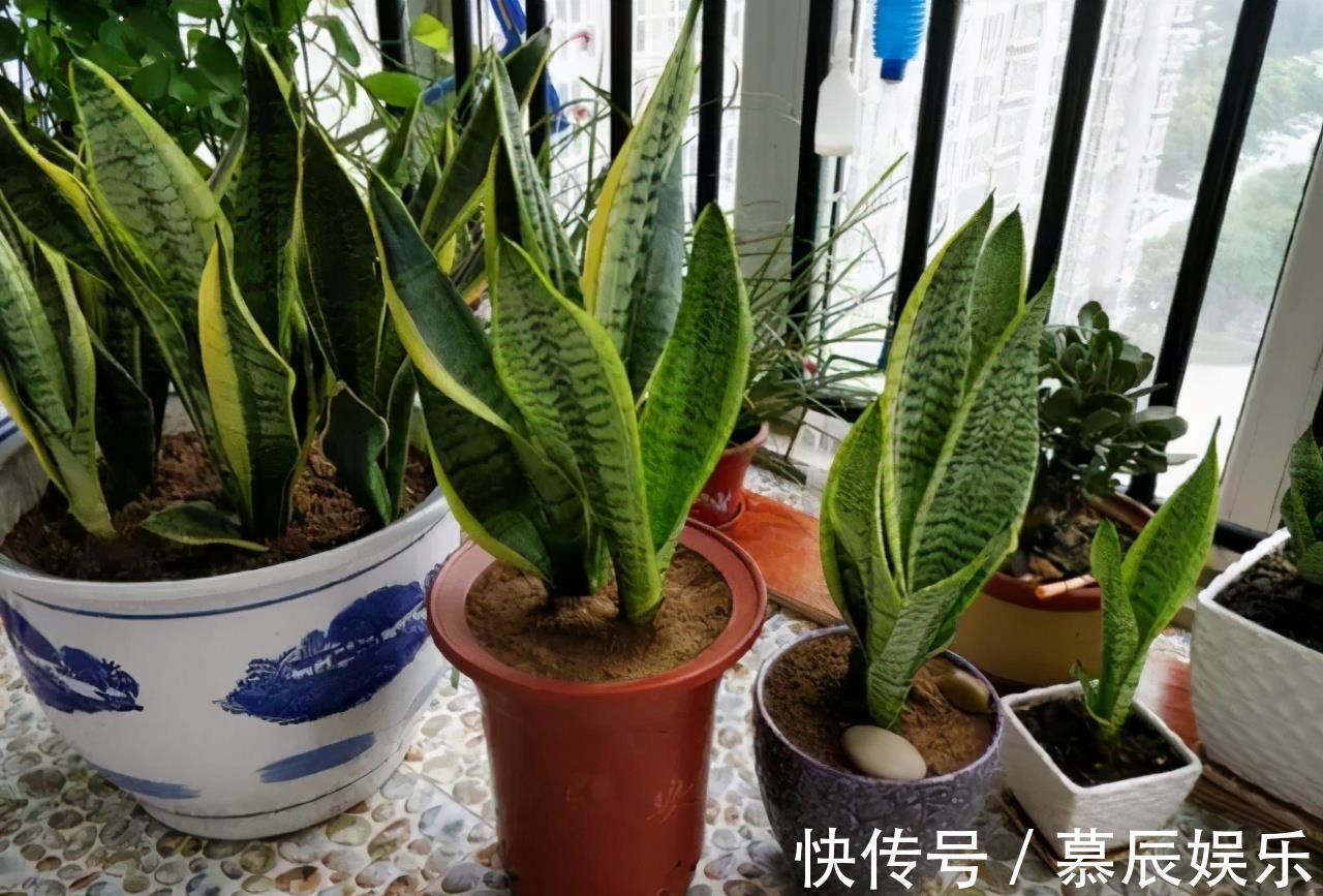 冬天养虎皮兰,就怕3种“要命水”,浇一次就黄了