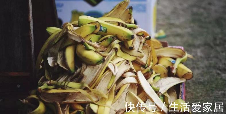 万能肥|香蕉皮:绿叶的“清洁剂”,养根壮土的“万能肥”