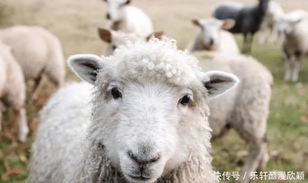 生肖|一家人有哪些生肖，会喜从天降，苦尽甘来，事业腾飞，收入倍增