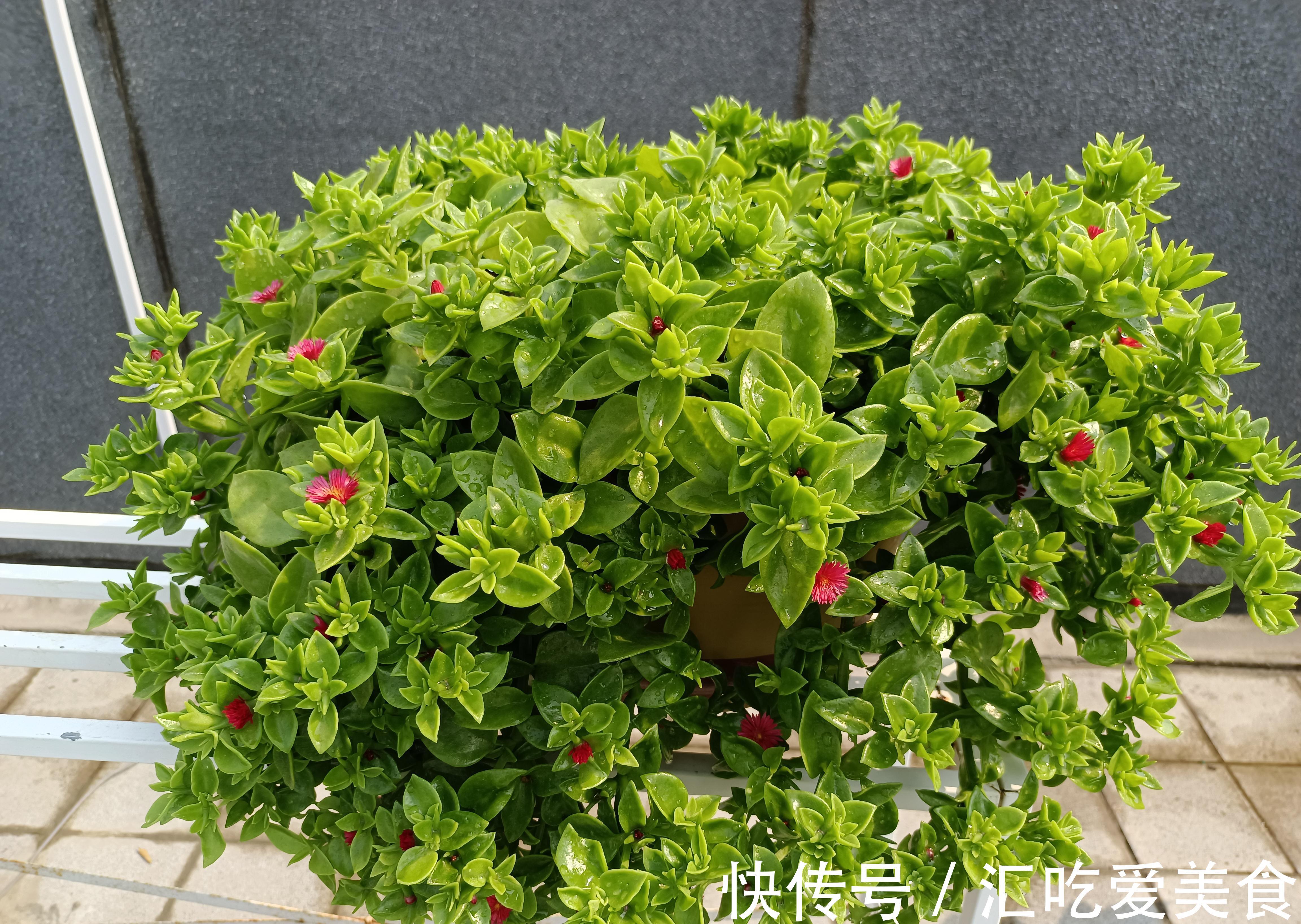 牡丹吊兰开得正艳，皮实好养，花叶俱美，还是美味菜肴