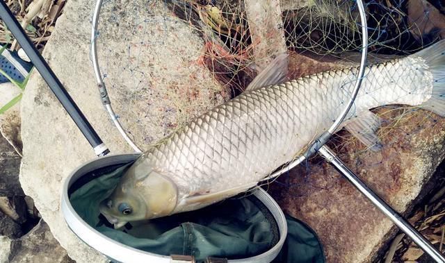 鲢鳙|野钓大半辈子,竟然才知道诱鱼最管用的方法,你尝试过了吗