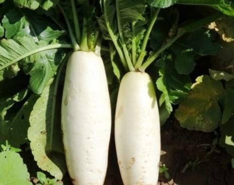 买萝卜时，遇到这4种坚决不买，掉头就走，菜贩：这人不好忽悠