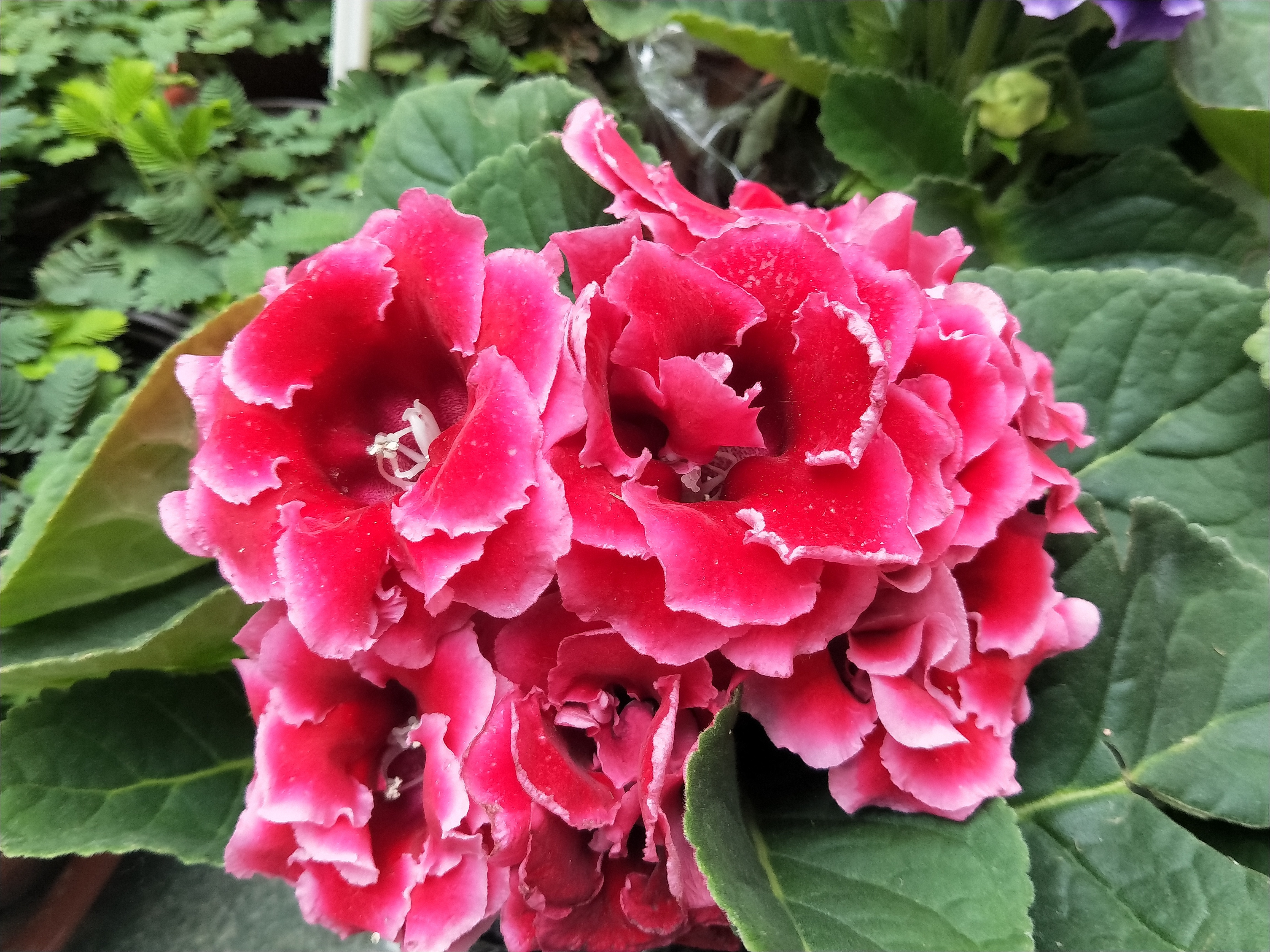 大岩桐常用的3种繁殖方法,简单易懂,一学就会