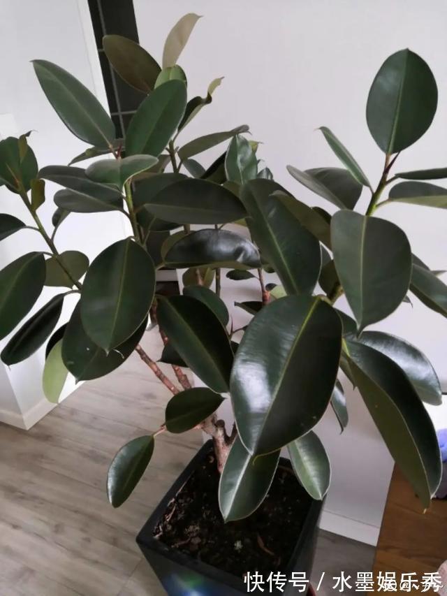 6种杀菌花,杀菌去异味,家里空气更干净!