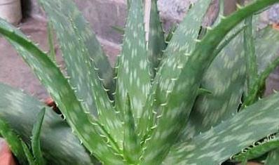 入冬后养3种花，浇水越懒惰，来年长势越好，你了解嘛