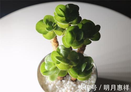 多肉金钱木，养成老桩更好看，招财旺福好运来