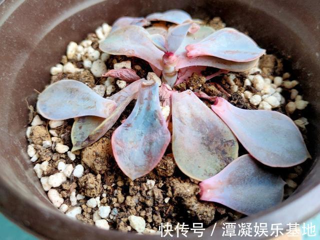 6种花淋雨就会“烂”，下雨最好放屋里，别忽视