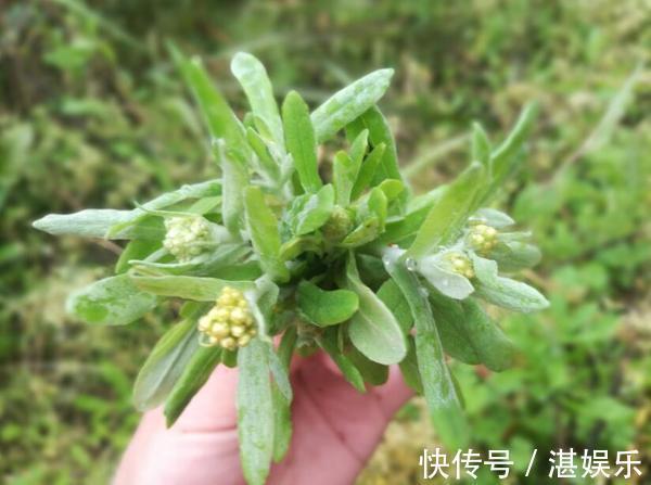 路旁发现这种黄花，赶紧带回家，晒干泡茶清香扑鼻！