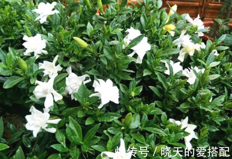 新芽|9月栀子花需要关心，“3种水”不能省，学会长新芽，清香小半年