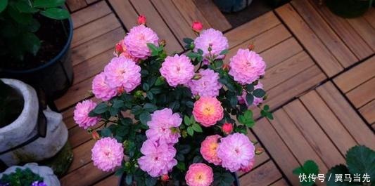 月季|此花花朵五颜六色，四季花开不停，比绿萝还好养，是盆栽佳品！