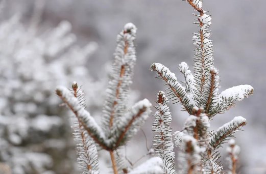  大雪|【鸢都壁纸】今日，大雪！