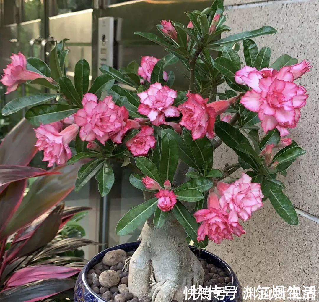 会养花的人都选它,耐旱又好活,2年养成小树桩!