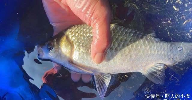 野钓还被打闭口?别着急,就用这个方法办他,十用九有效