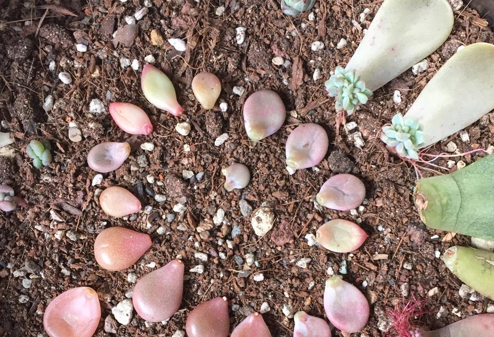 移栽|天热叶插多肉:生根、幼苗阶段得格外养护!