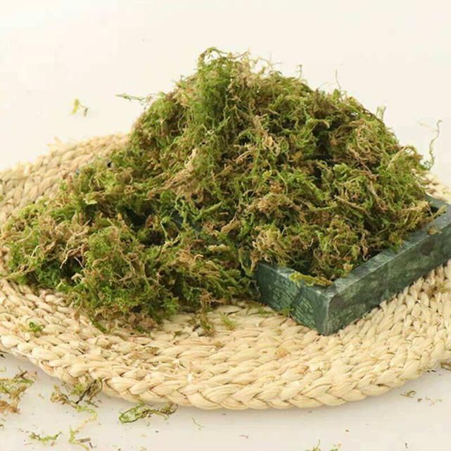 水苔养花好处多,干干净净,促进花卉生长