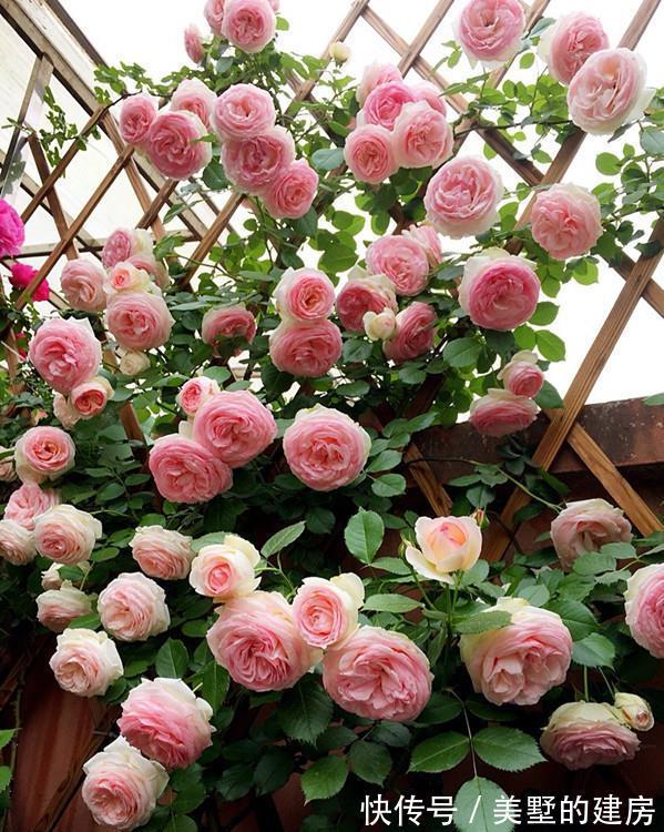 修剪|6种“漂亮花”,开完花别修剪,长满黑种子,第二年有惊喜