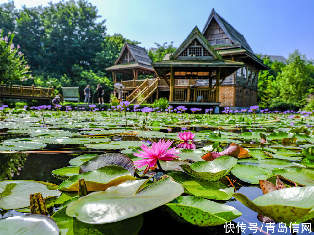 时尚|时尚青岛花漾生活 首届荷花节亮相青岛世博园