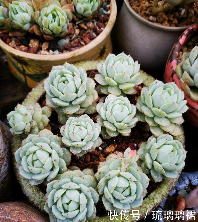 养多肉,就是要“贱”养,长得不会差,状态非常好,颜色鲜美!