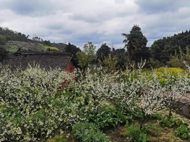 雪雕|临邛花朝节：“丝路雅集飞花令”走进邛崃临济李花节