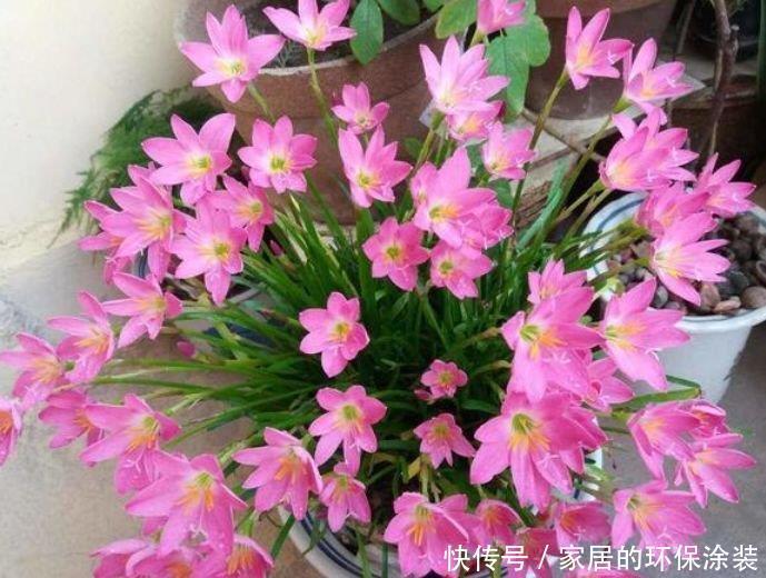 花来|4种花,漂亮易爆盆,开起花来拦不住,养盆放阳台美极了