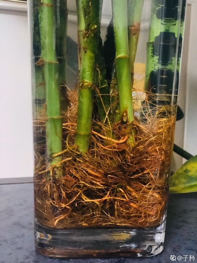 水里|1粒小药片,碾碎丢水里,花像吃了兴奋剂疯长