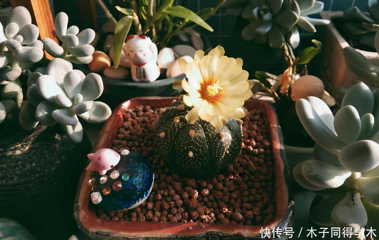 花卉|夏天养花,该忌惮的地方真多,日常打理就有3处