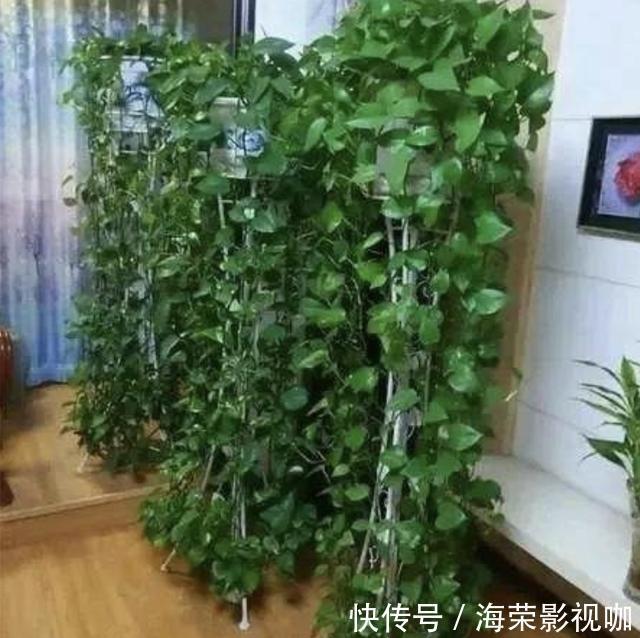 植株|在家里养“绿萝”,3个“技巧”学好,6个月窜到1米长,繁殖20盆