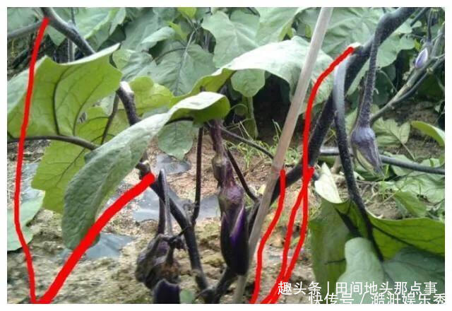 茄子怎么种植挂果多