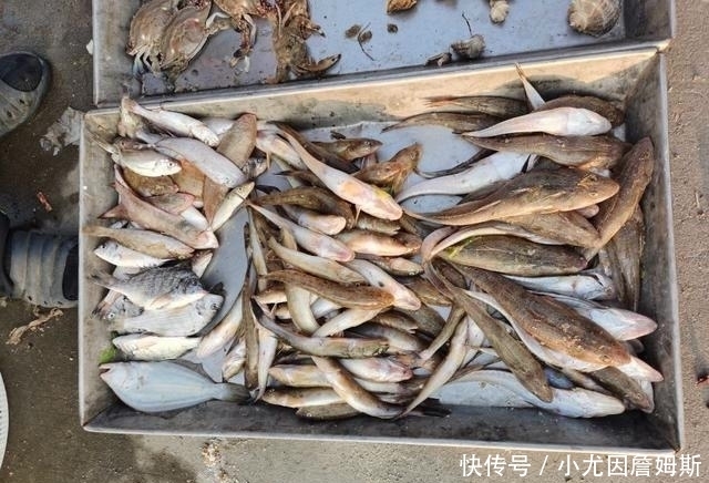 生活|这个胶东沿海小渔村,最适合美食家生活,想吃啥海鲜都有