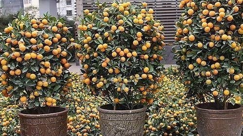 这4种“吉祥花”寓意富贵,养了就是赚了,家里人都受益