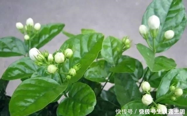 施肥|茉莉“浇水、施肥、晒太阳”小窍门,满头都是小花苞,喜人