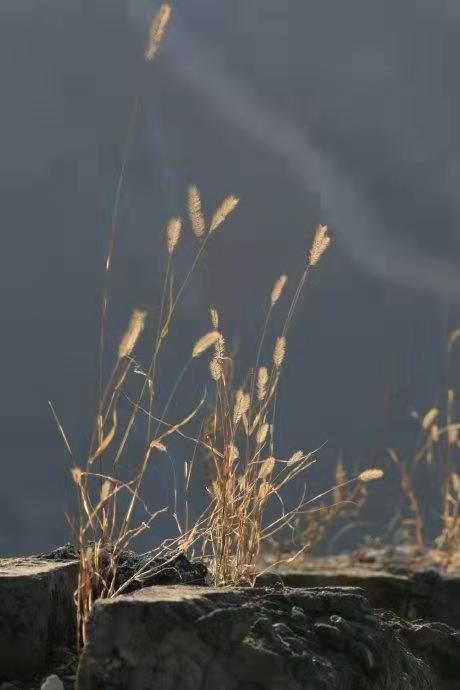 墙头$墙头草诗词22首只因体弱不禁风,翻作人间摇摆笑