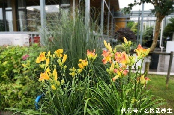 家里种棵“黄菜花”，开花几十年，花大如百合，满院“妈妈花”