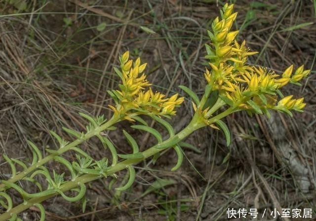 选择|藤黄景天,繁殖力比不死鸟还强大,多肉护盆草的新选择