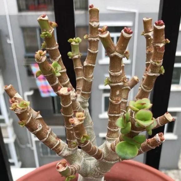 叶子|20种花,天凉了赶紧剪,来年开花有多又艳!