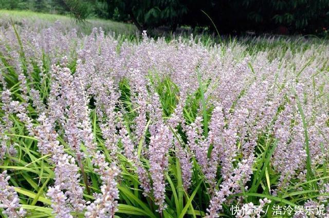 5种花最好别养,根钻得到处都是,砍都砍不尽