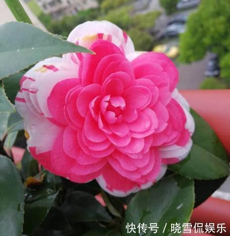 家养|从9月9日开始,家养此款花卉,艳丽夺目,有阳光就爆盆