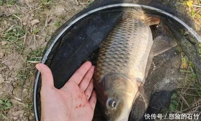 鲤鱼|夏季野钓别老盯着深水!这几个地方也藏大鱼,我替你们试过了