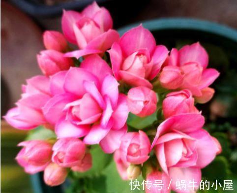 花色|农历7月5日开始,居家养这几款植物,花色清新秀美,繁花似锦