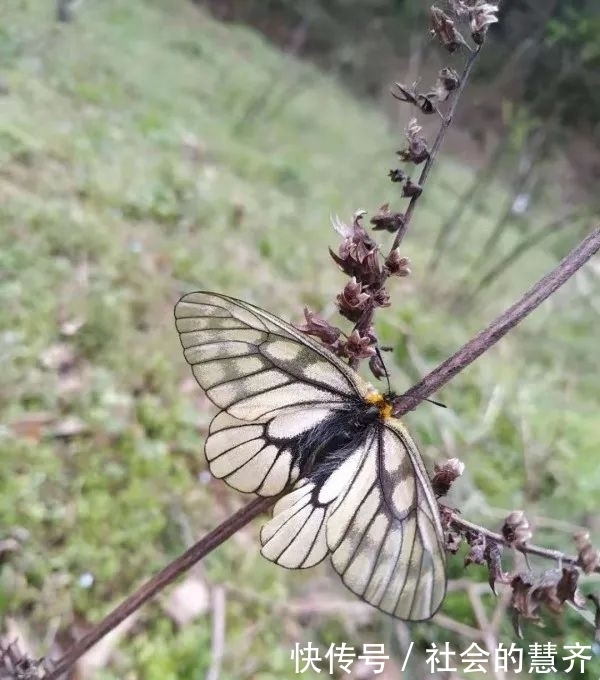 钓位|本味三兄弟,助我擒板鲫!