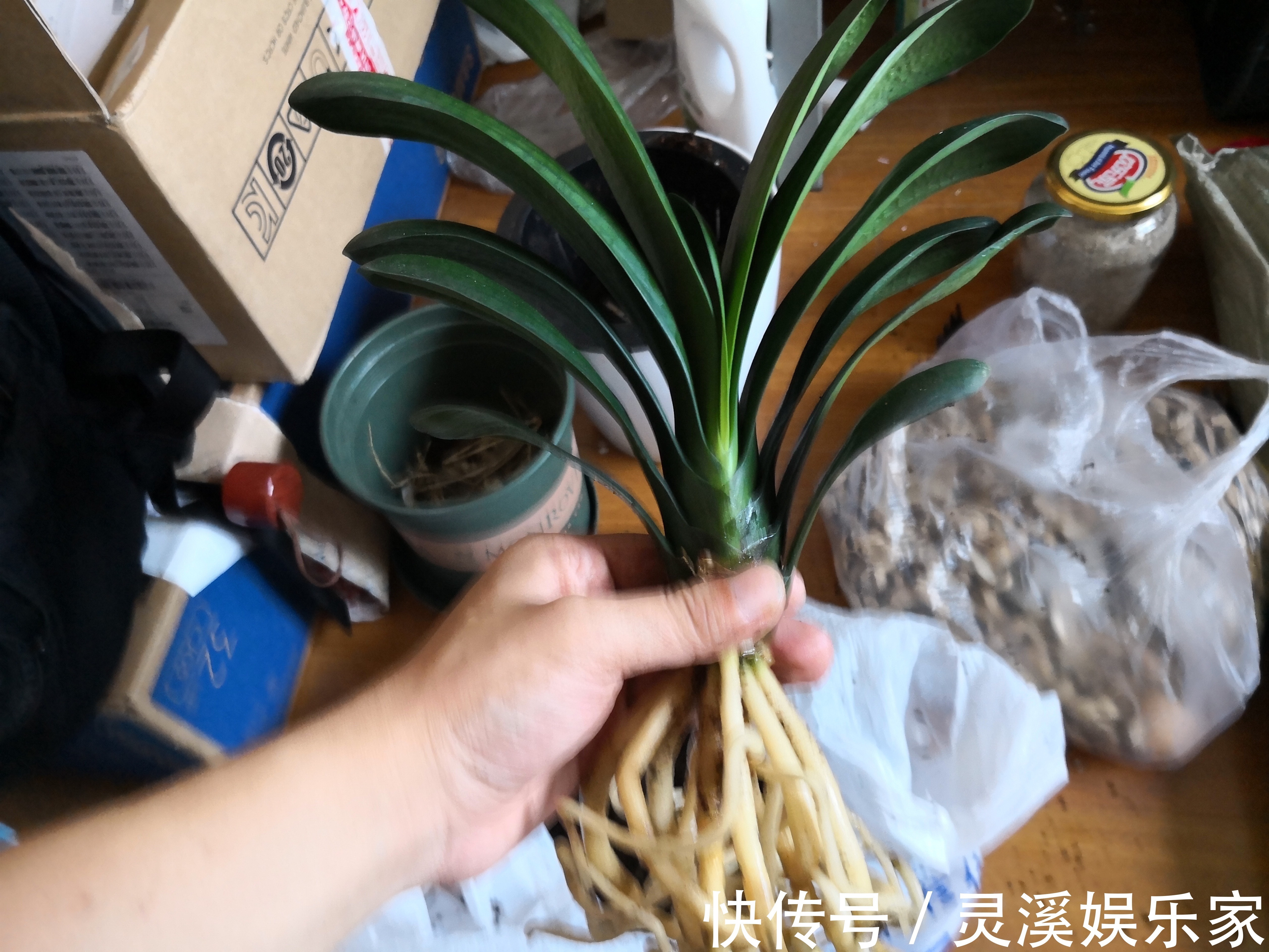 烂根|君子兰在夏季高温的情况下换盆必死无疑花艺师分享了4点妙招
