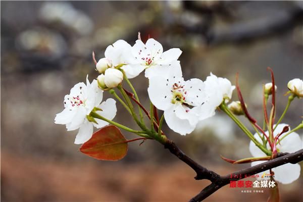 好客宁阳 梨园飘香 第24届宁阳梨花节开幕