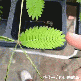 好好学习|“在拼夕夕上买了驱蚊手环，这蚊子是怎么回事？