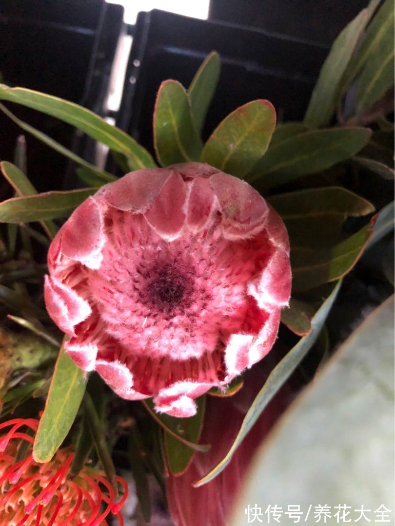 宝莲灯|6种“昂贵花”,工薪族一般都舍不得买,只能刷刷图片解馋