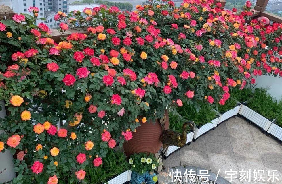 花友|月季胃口大,土里埋点料,长成一面大花墙!