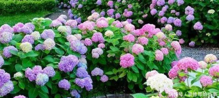 4种花养了就爆盆，好养易活开花漂亮，惹人喜爱，可全年循环开花