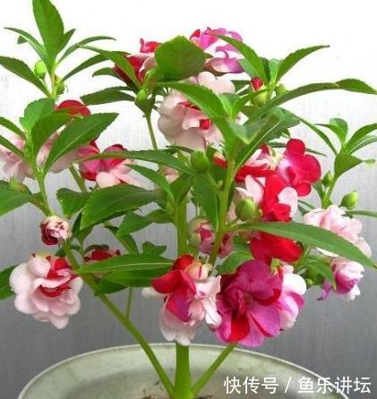 染指甲|农村人称凤仙花，小时候用来染指甲，价值珍贵，对灰指甲有一绝