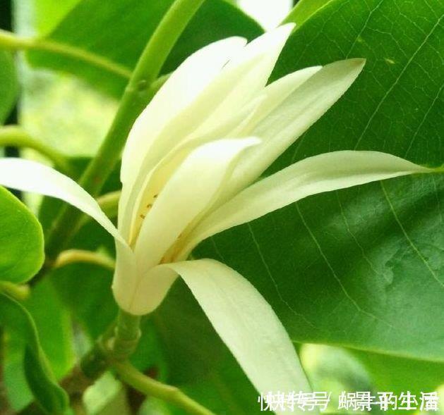 浇水|4种真正“开花王”,沾土就活,家里养一盆,招财又纳福!