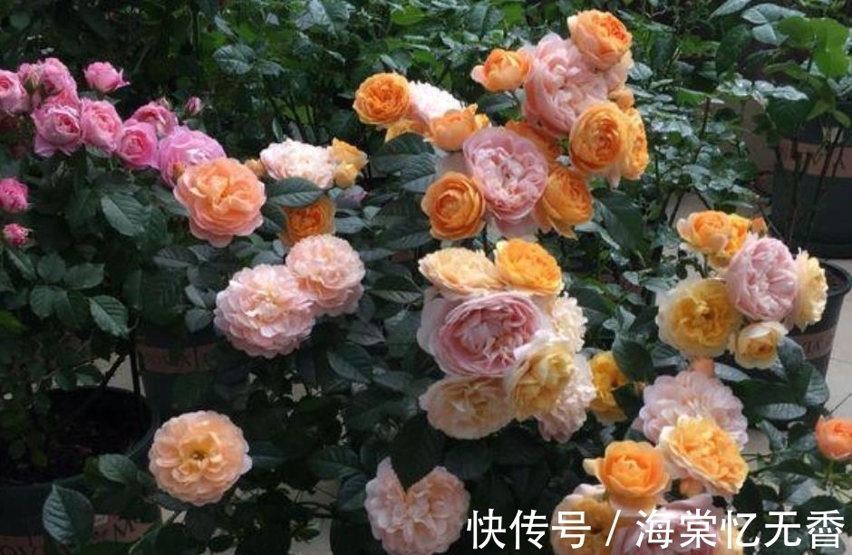 阳台上|此款花卉，好养易爆盆，沾点水就疯长，开花勤还爱爆盆，美